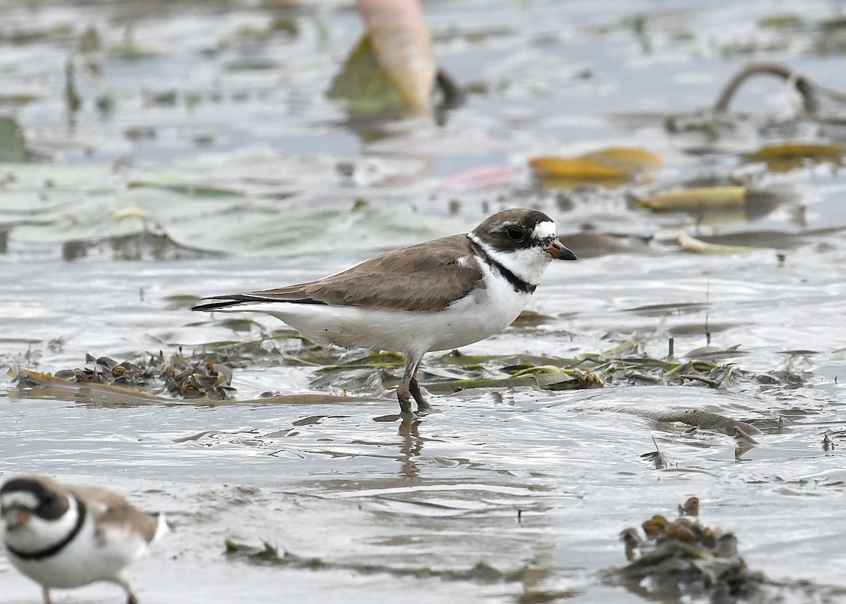 Semipalmated Plover - ML253500871