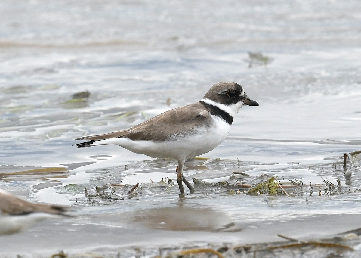 Semipalmated Plover - ML253500901