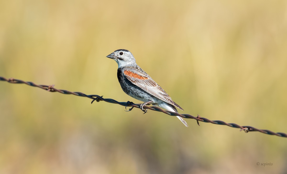 Thick-billed Longspur - ML253501921