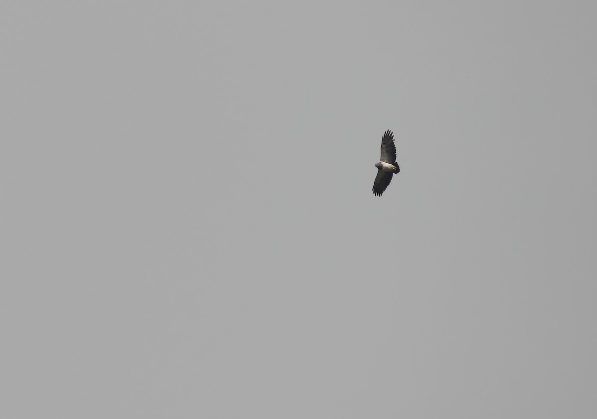 Black-chested Buzzard-Eagle - ML253506061