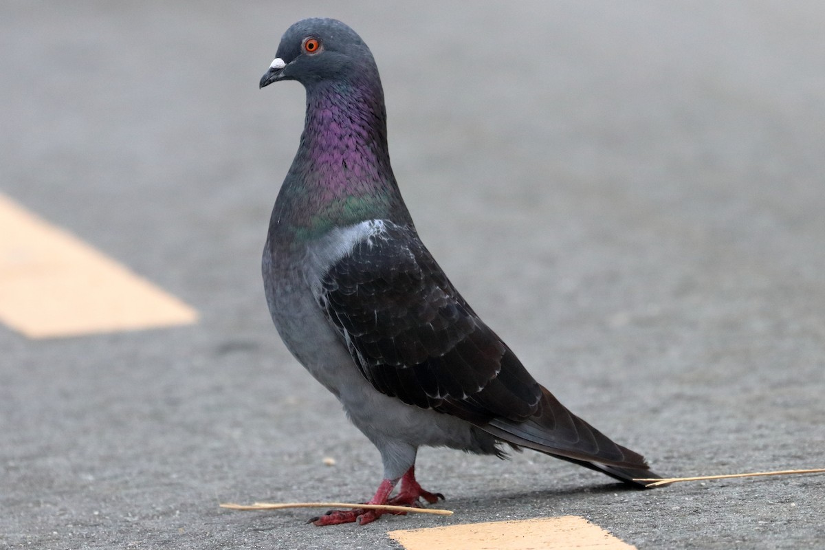 Rock Pigeon (Feral Pigeon) - ML253507611