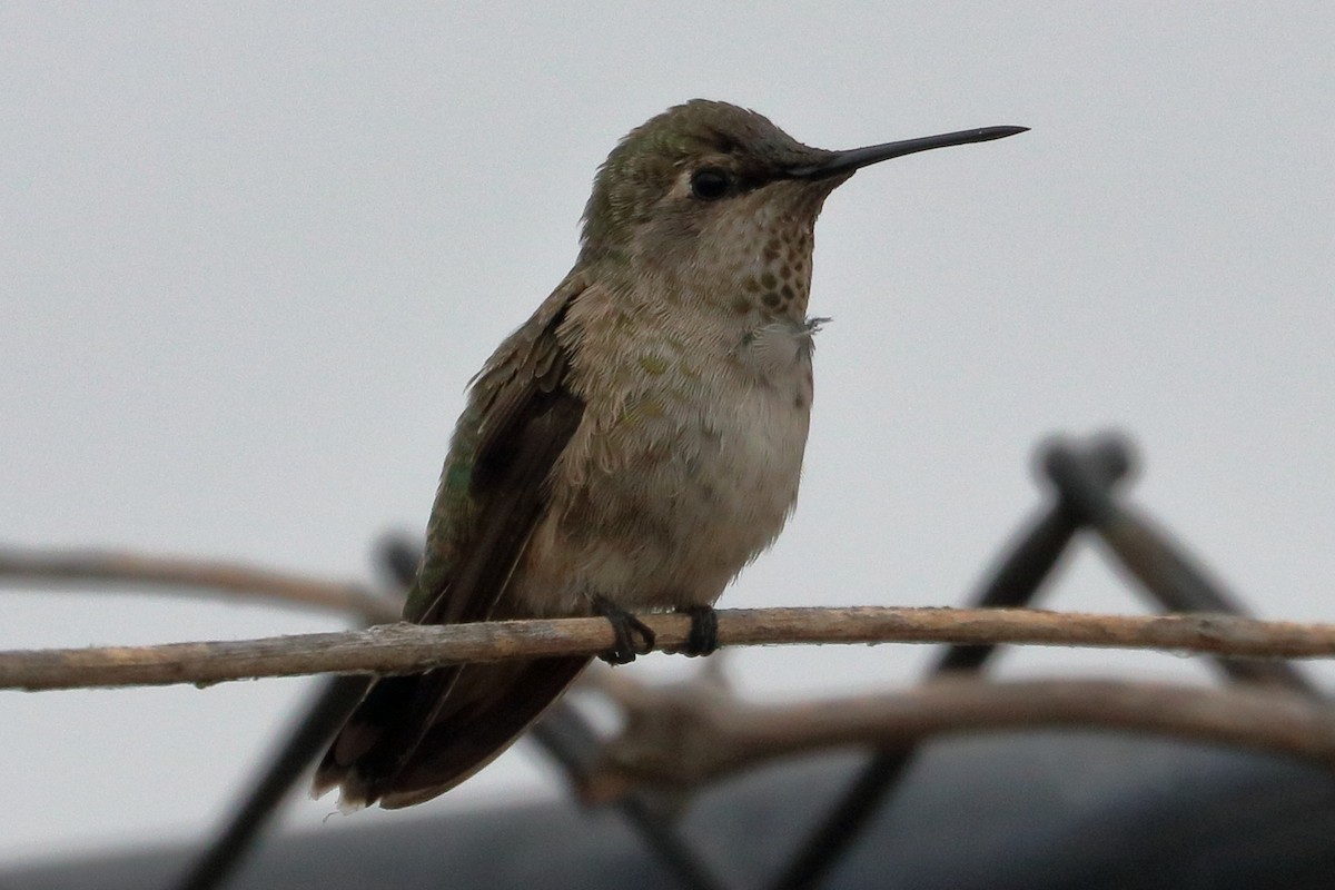 Anna's Hummingbird - ML253508351