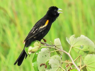 Breeding male - Nicholas Fordyce - Birding Africa - ML253509851