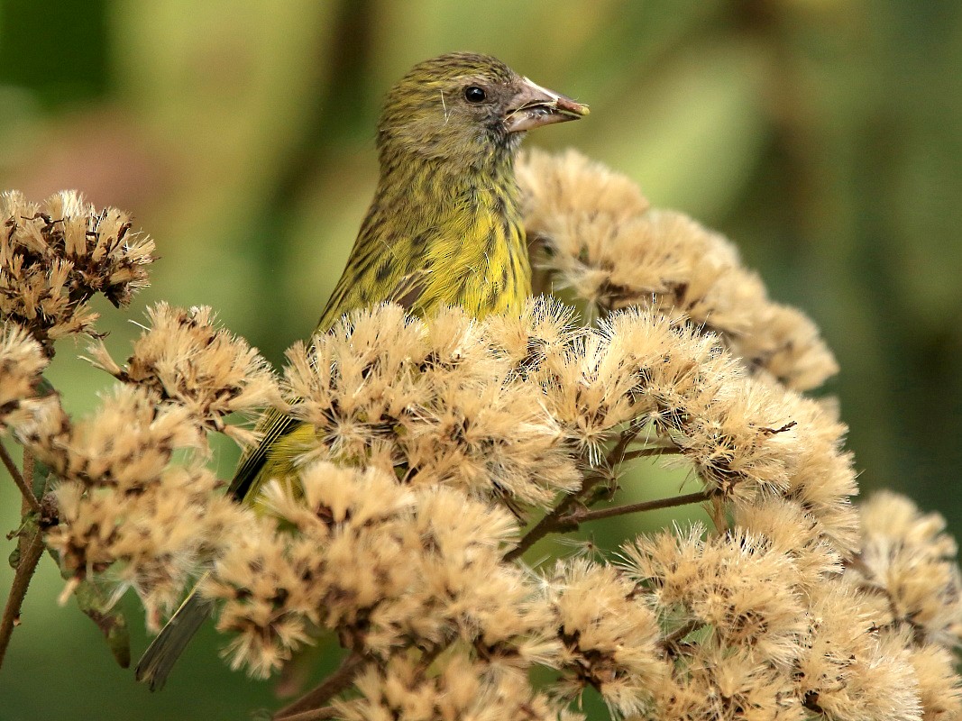 Southern Citril - eBird