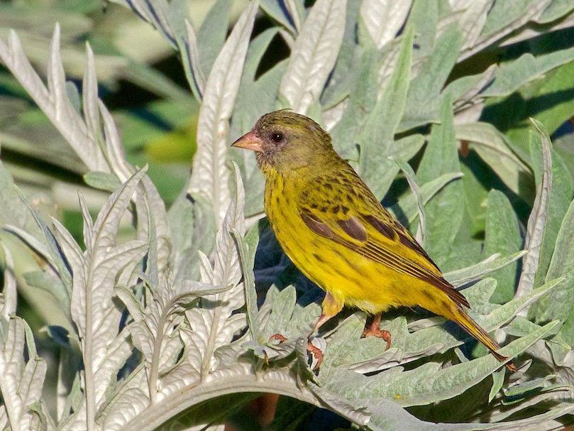 Southern Citril - eBird