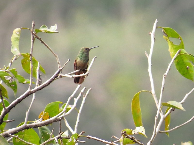 Berylline Hummingbird - Alberto Lobato (El Chivizcoyo)