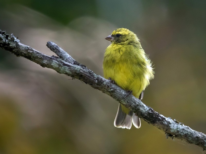 Black-faced Canary - Lars Petersson