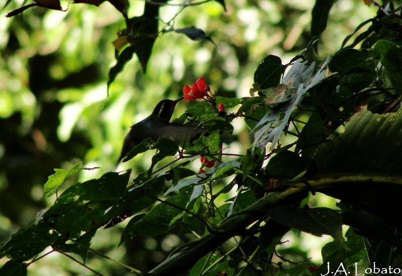 White-eared Hummingbird - Alberto Lobato (El Chivizcoyo)