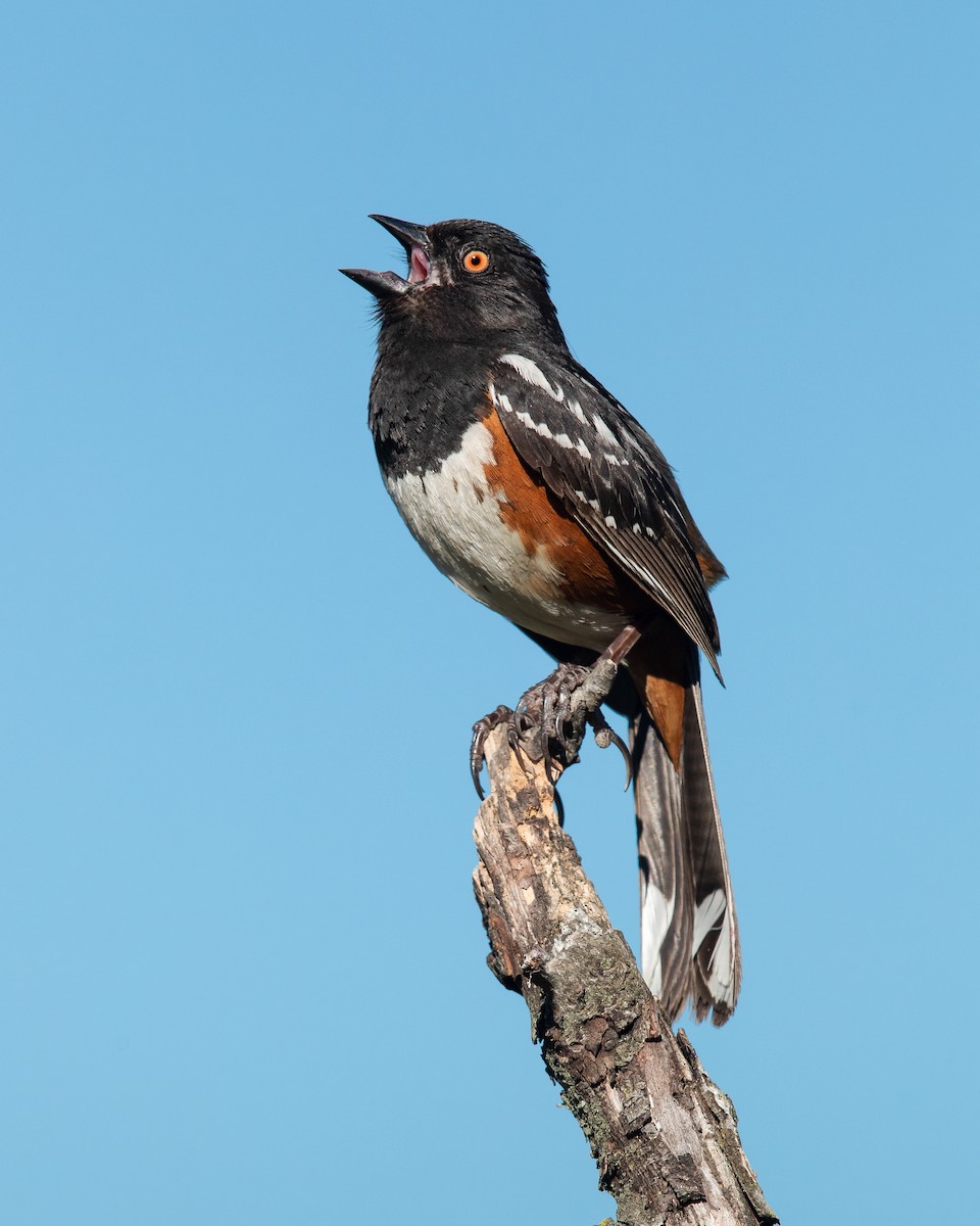 Spotted Towhee - ML253518031