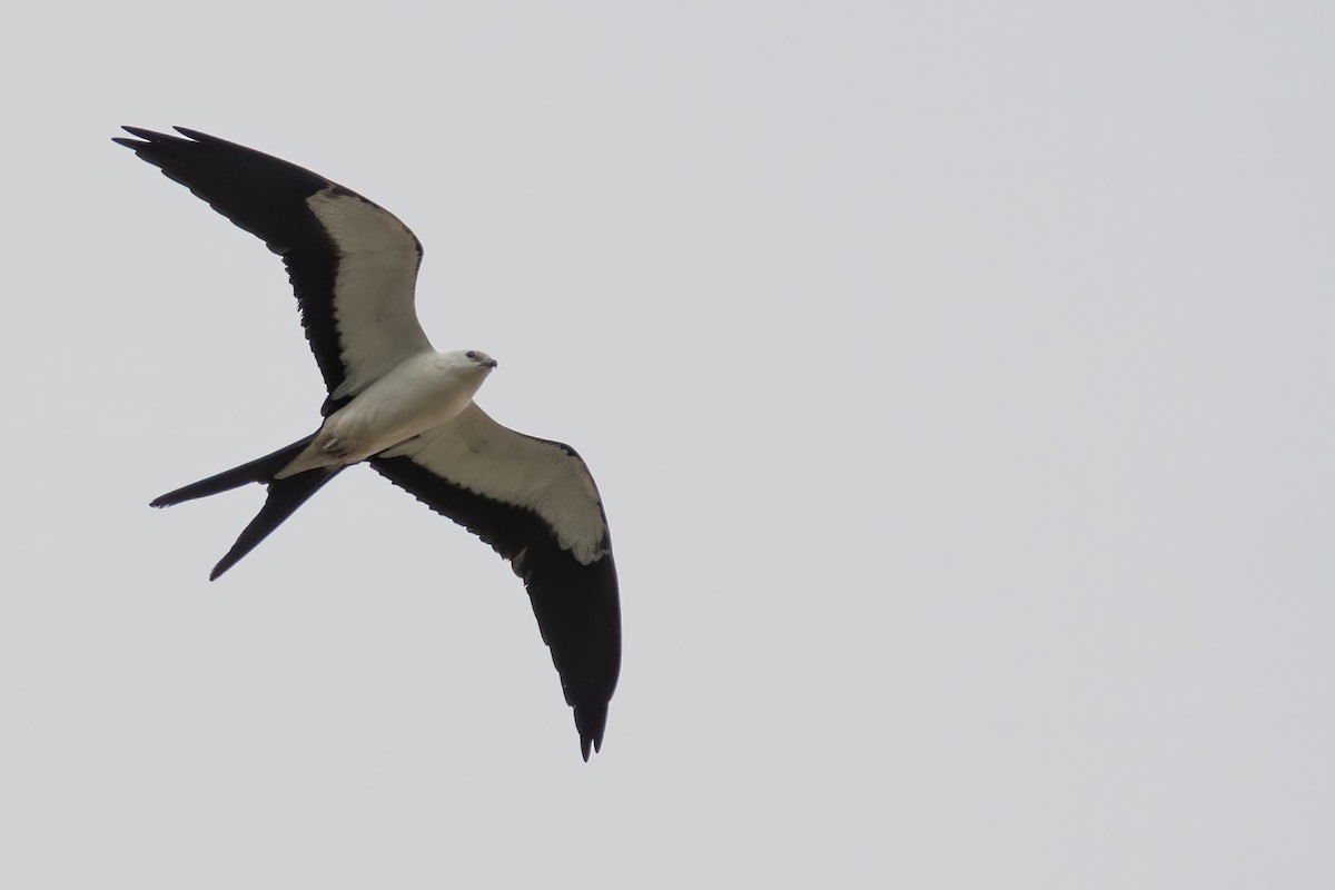 Swallow-tailed Kite - Amanda Guercio