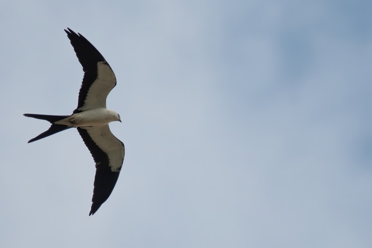 Swallow-tailed Kite - ML253520671