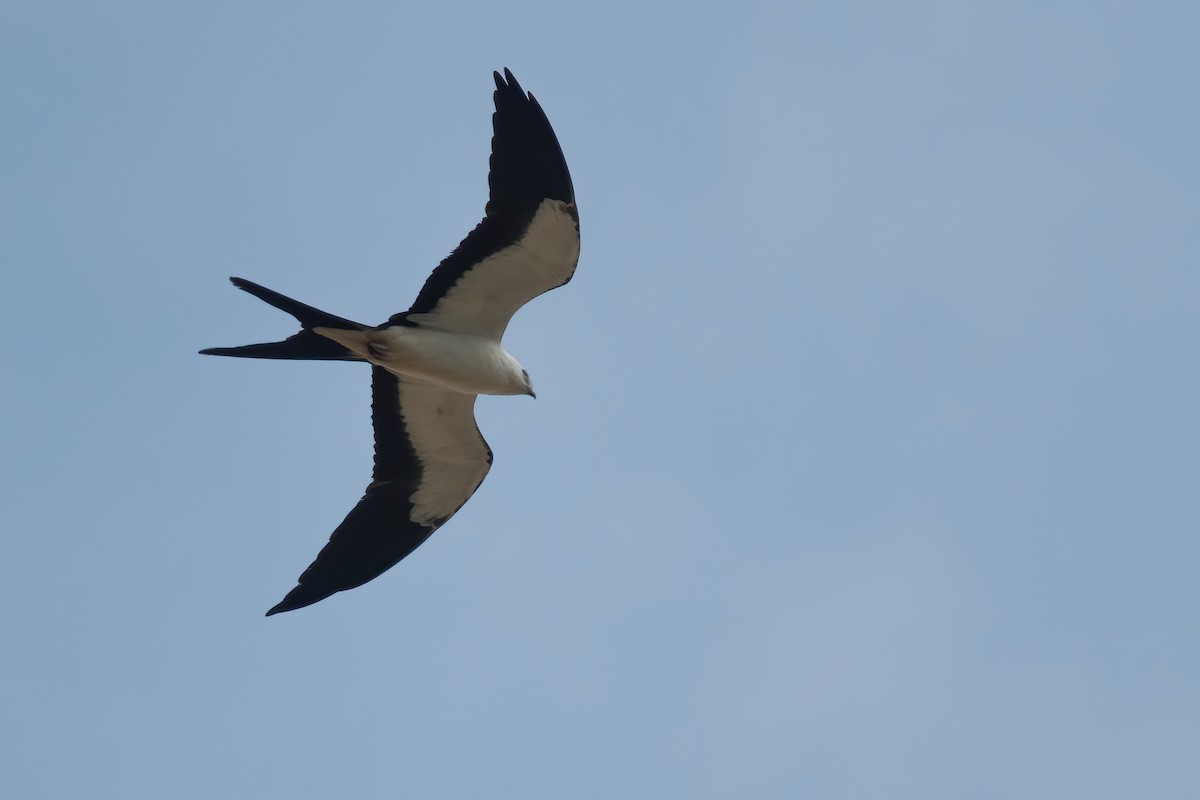 Swallow-tailed Kite - ML253520681