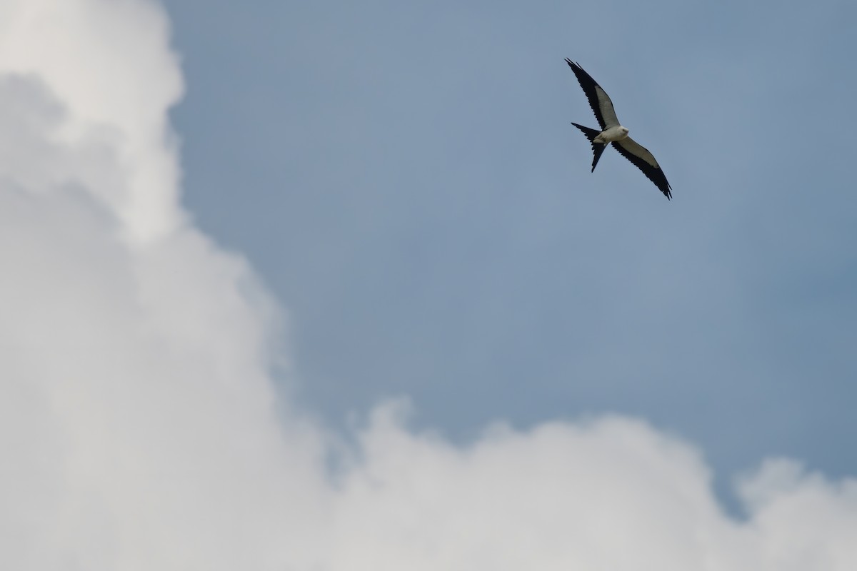 Swallow-tailed Kite - ML253520701