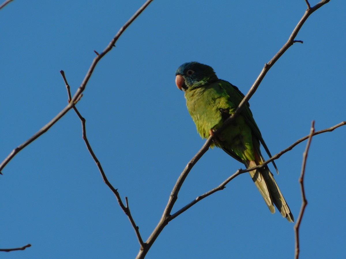 Blue-crowned Parakeet - Genaro Mazzucco