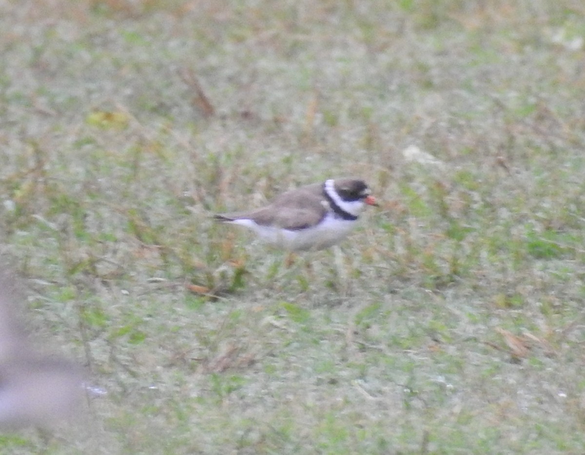 Semipalmated Plover - ML253523891