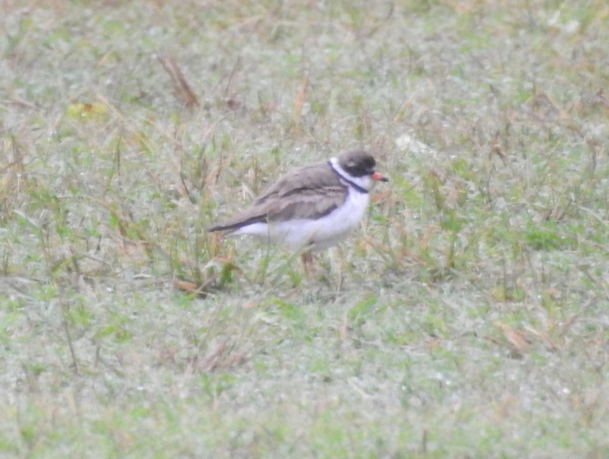 Semipalmated Plover - ML253523911