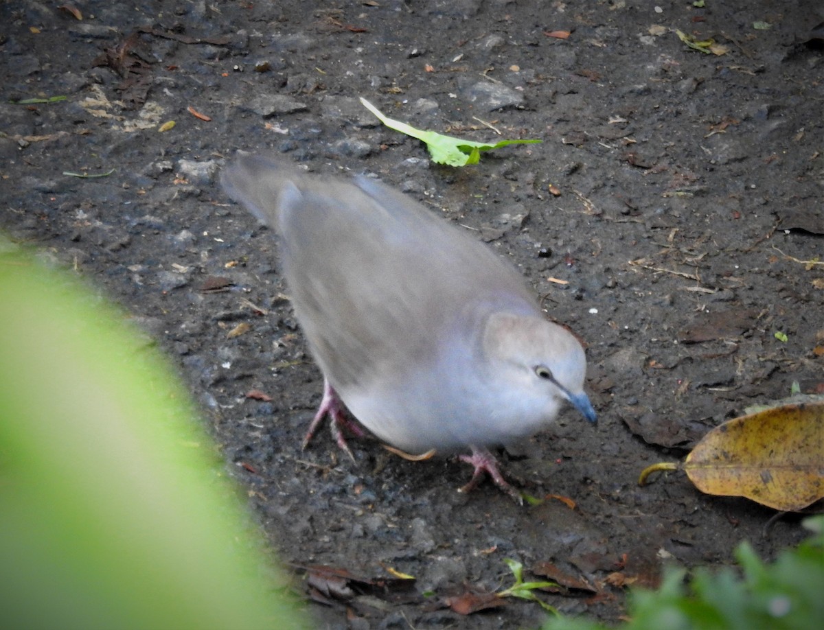 Gray-chested Dove - ML253524671