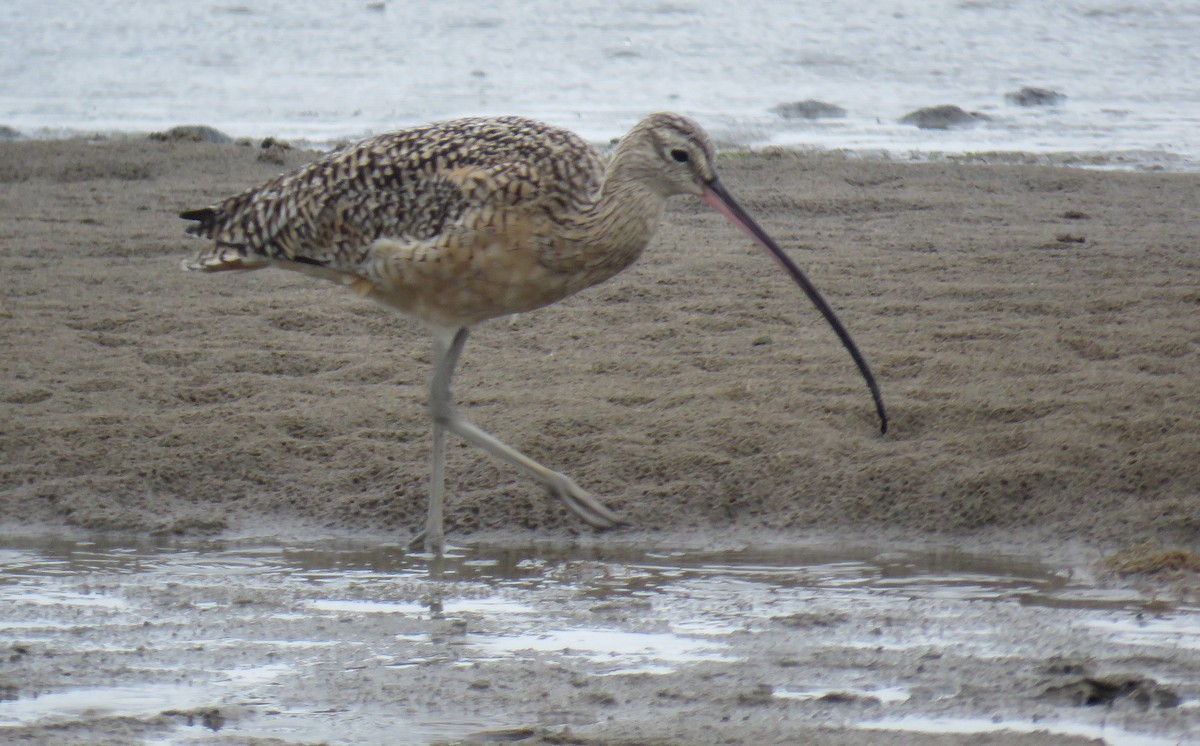 Long-billed Curlew - ML25352481