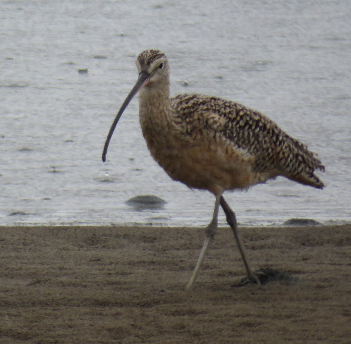 Long-billed Curlew - ML25352501