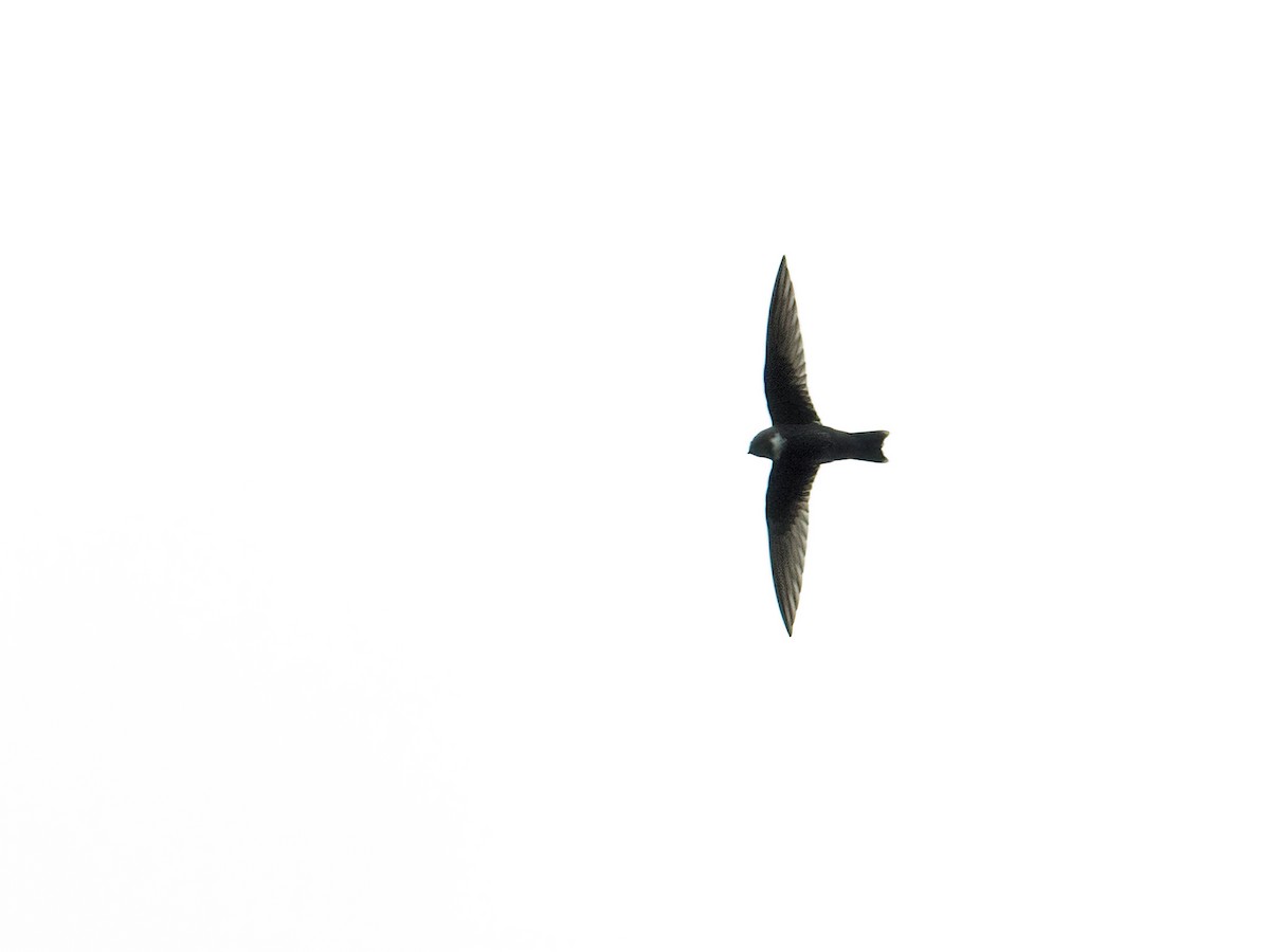 White-chested Swift - Nick Athanas