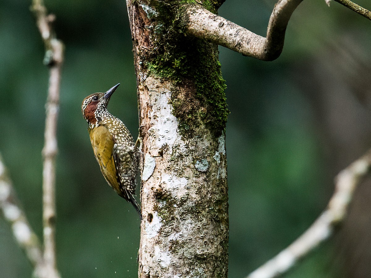 Brown-eared Woodpecker - Nick Athanas