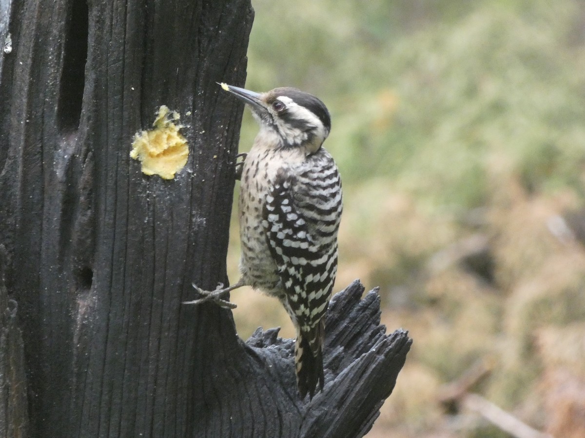 Ladder-backed Woodpecker - James Court