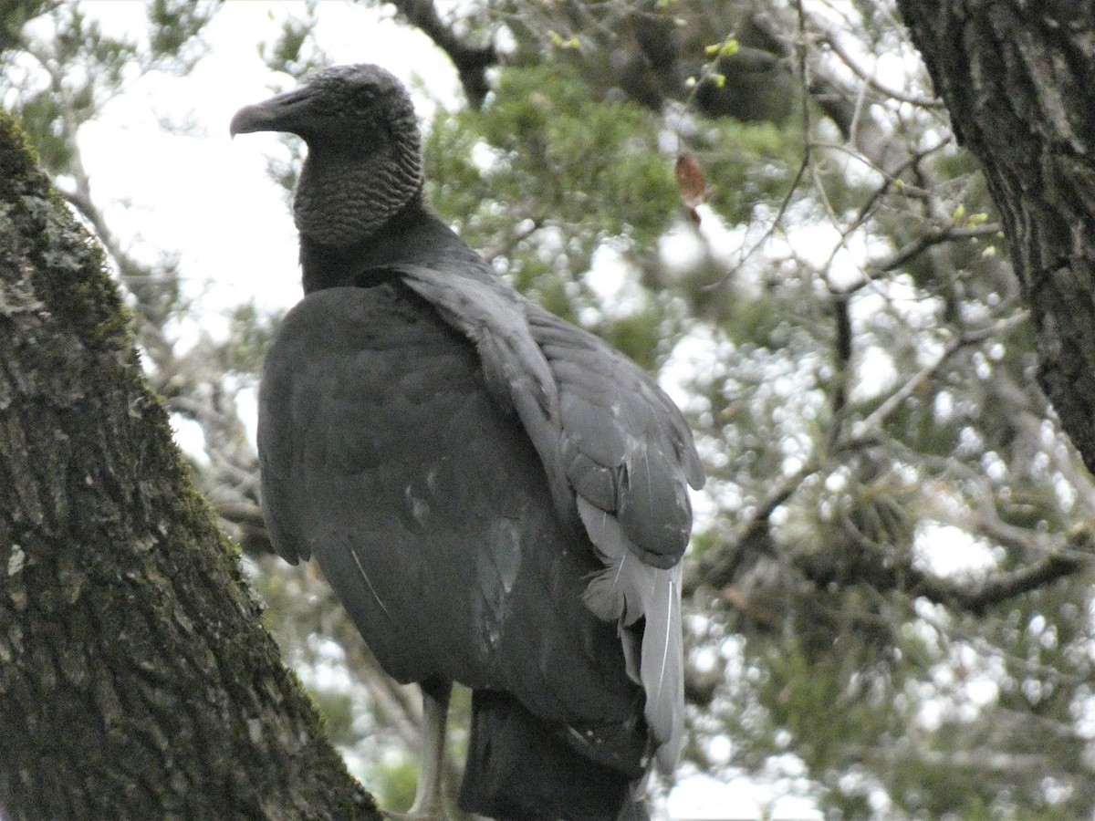 Black Vulture - James Court