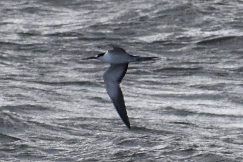 Sooty Tern - Nathan O'Reilly