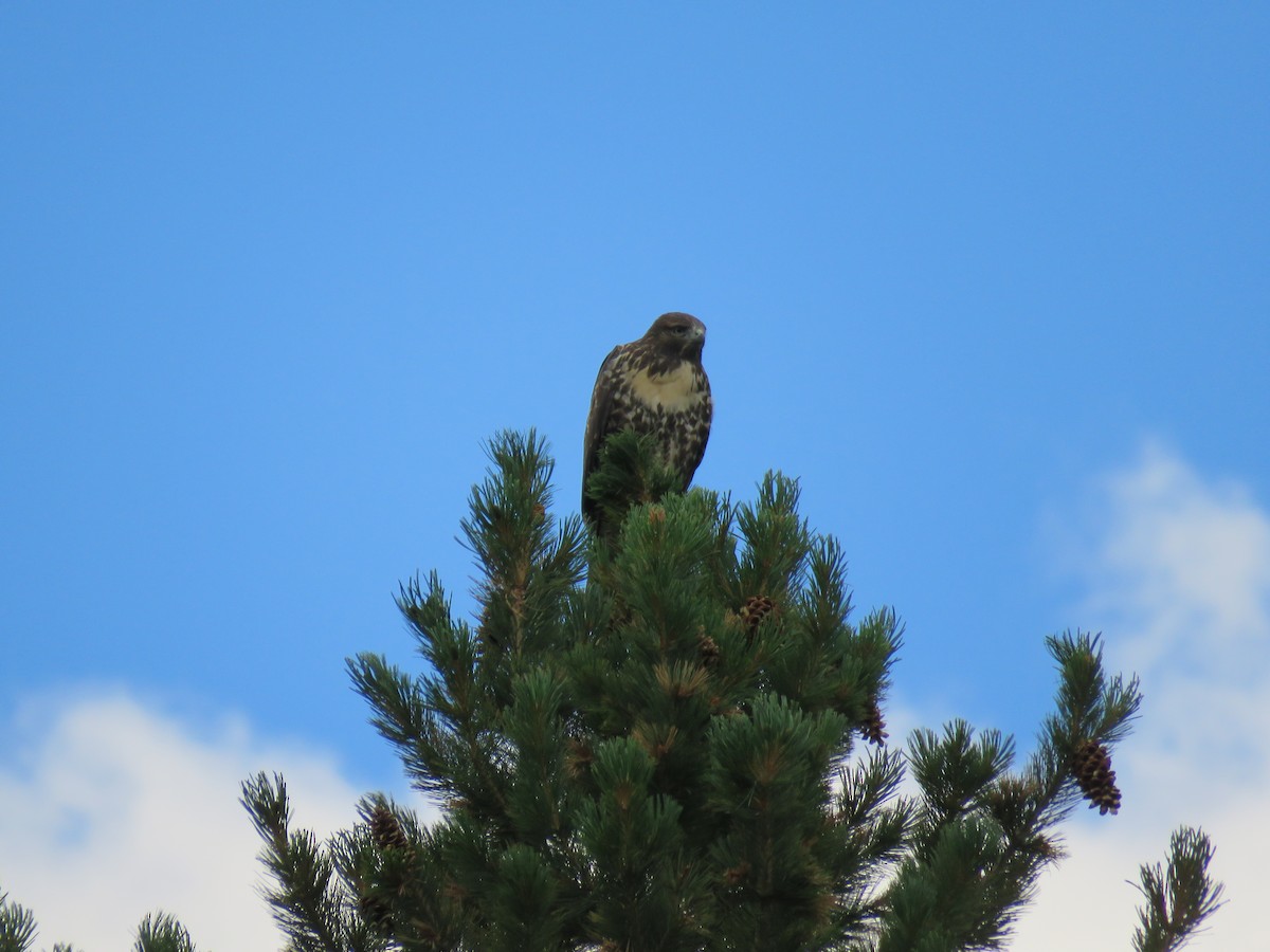 Red-tailed Hawk - ML253538291