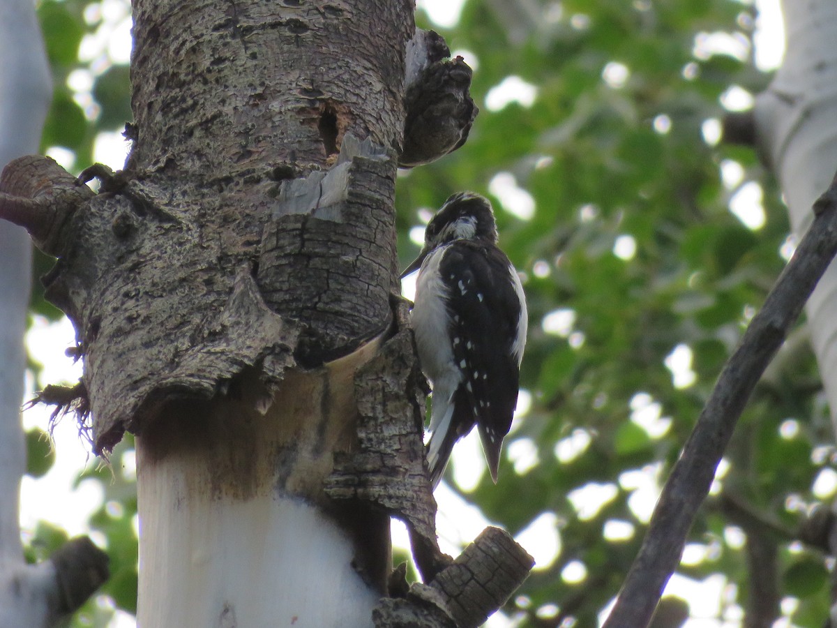 Hairy Woodpecker - ML253538871