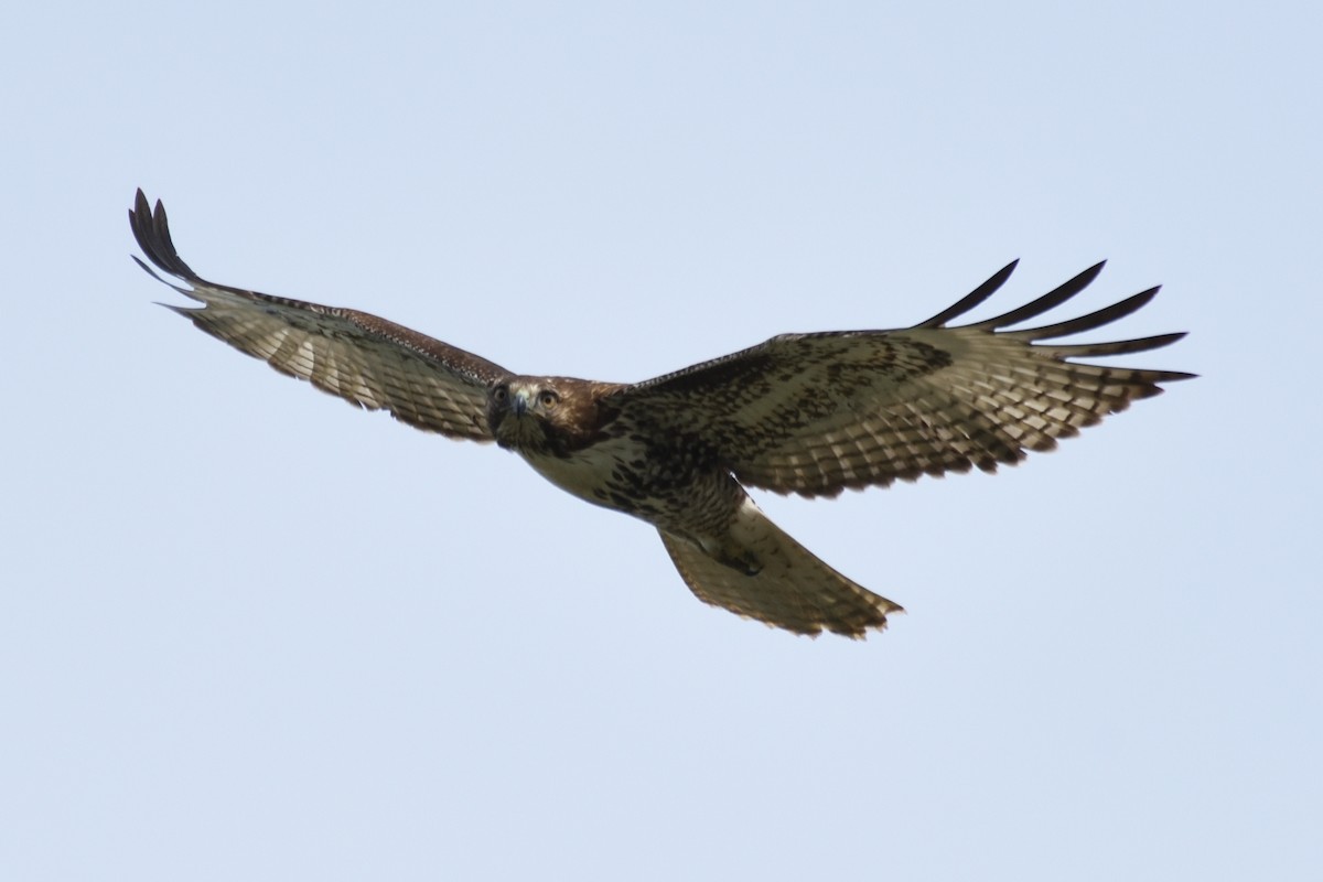 Red-tailed Hawk - German Garcia