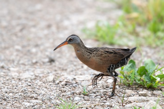 Virginia Rail