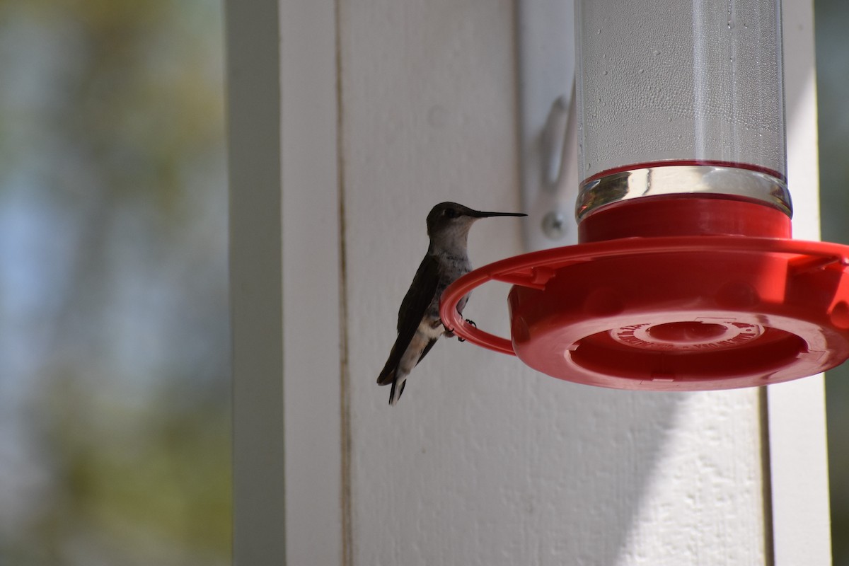 Ruby-throated Hummingbird - ML253548821