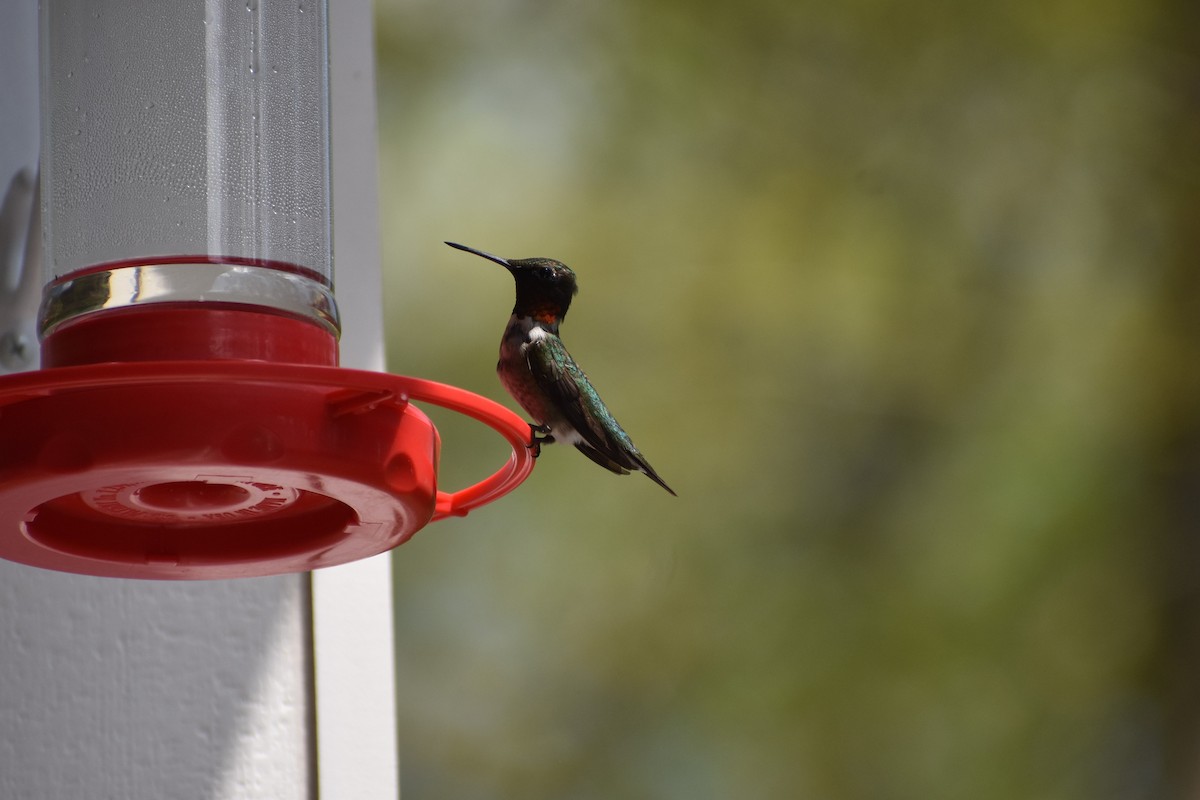 Ruby-throated Hummingbird - ML253548851
