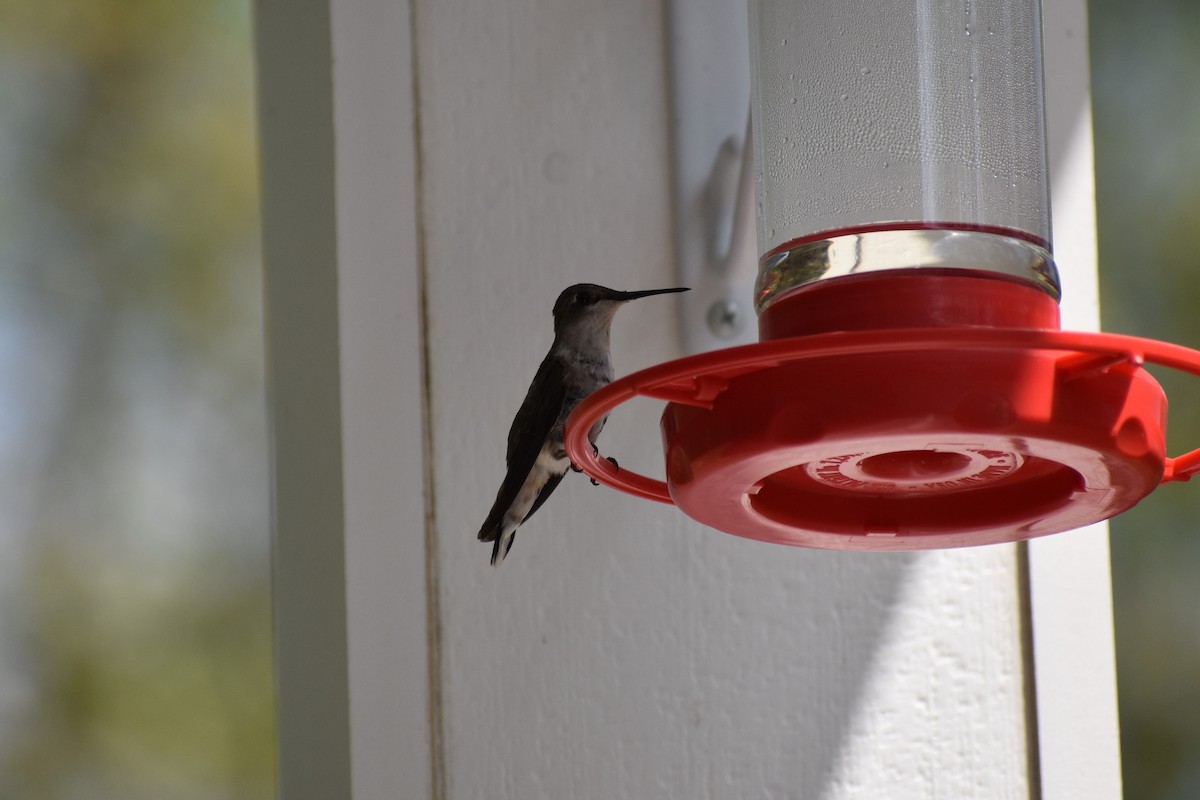 Ruby-throated Hummingbird - ML253548861