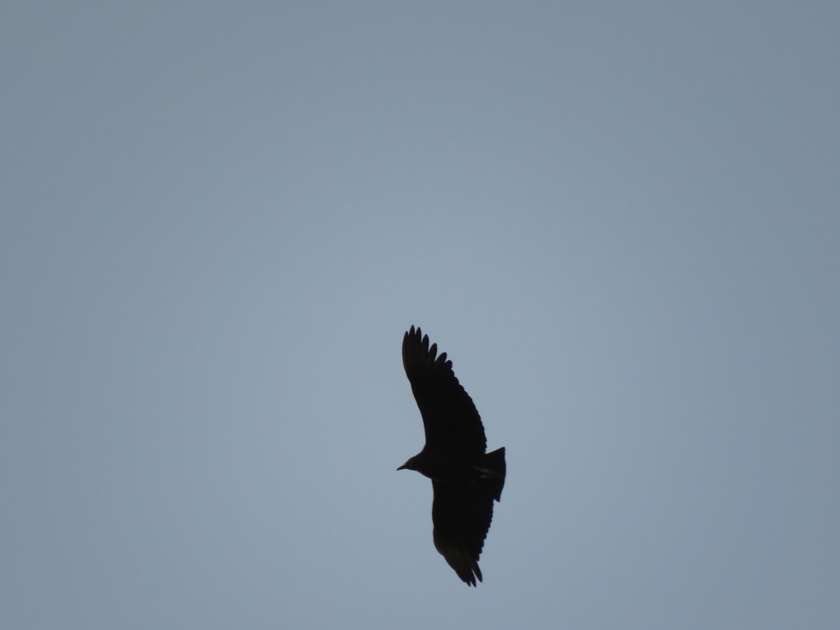 Black Vulture - ML253549391