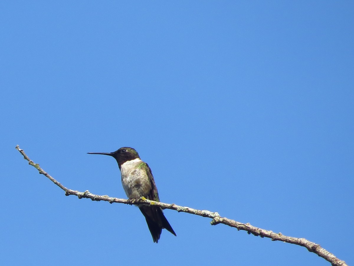 Ruby-throated Hummingbird - ML253551121