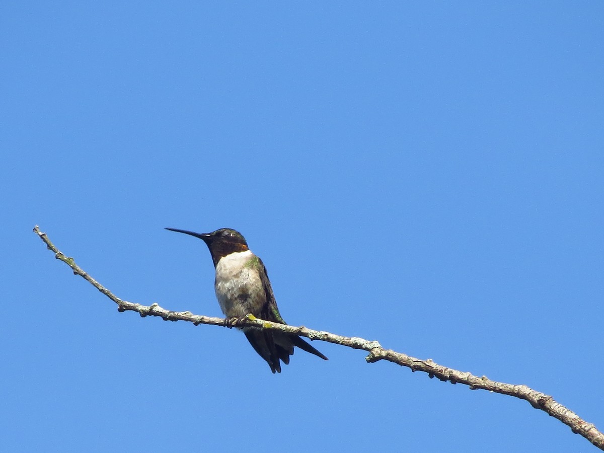Ruby-throated Hummingbird - ML253551131