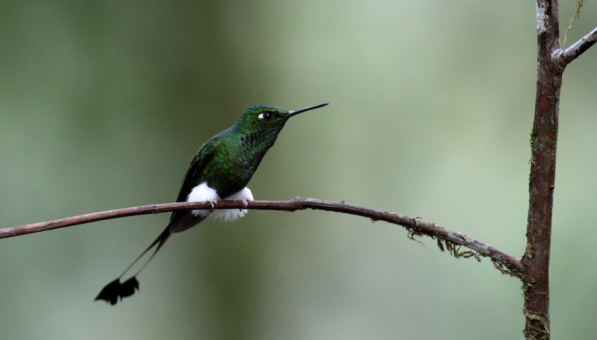 White-booted Racket-tail - ML25355351