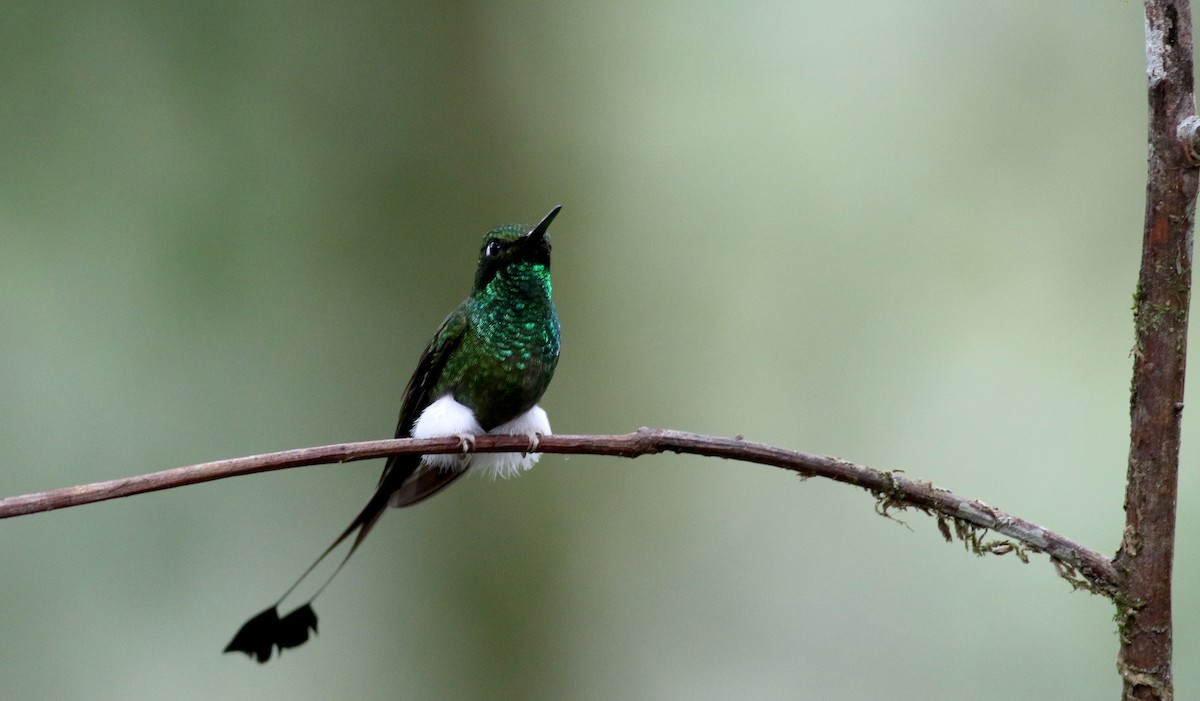 White-booted Racket-tail - ML25355381