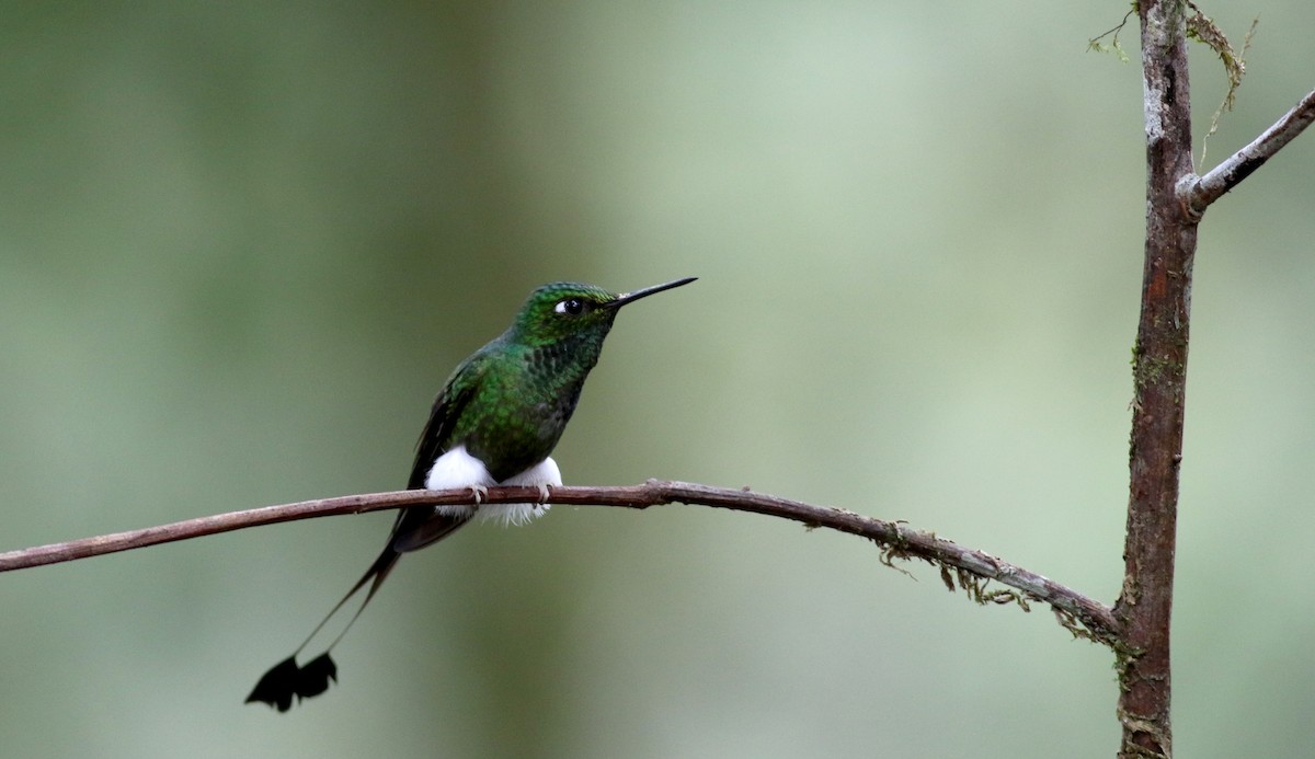 White-booted Racket-tail - ML25355421