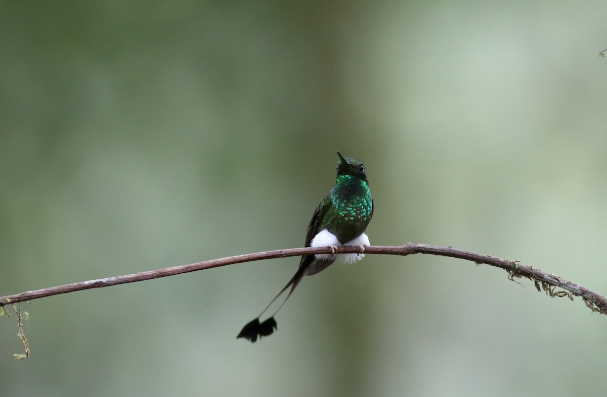 White-booted Racket-tail - Jay McGowan