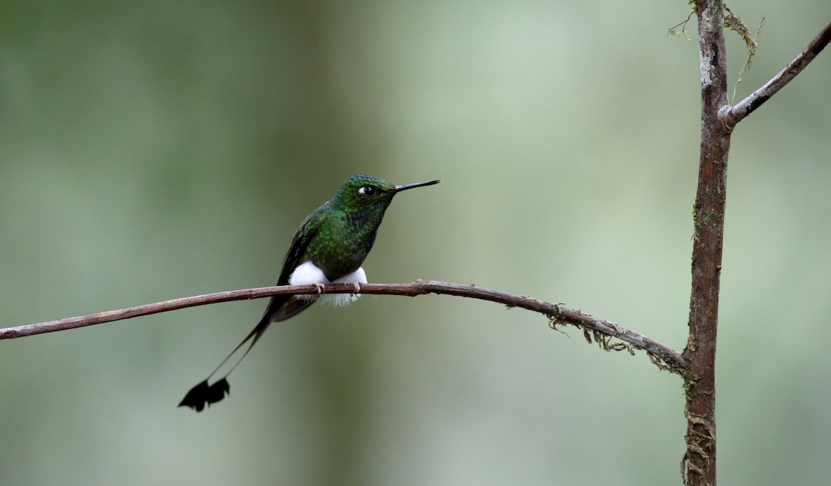 White-booted Racket-tail - ML25355451