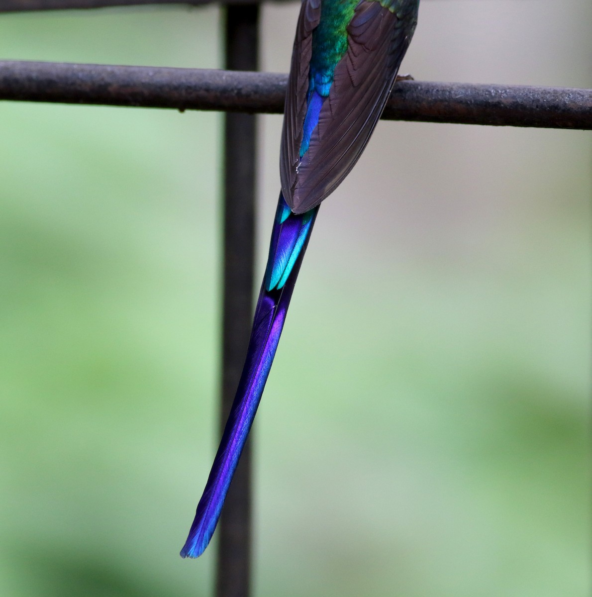 Violet-tailed Sylph - ML25355481