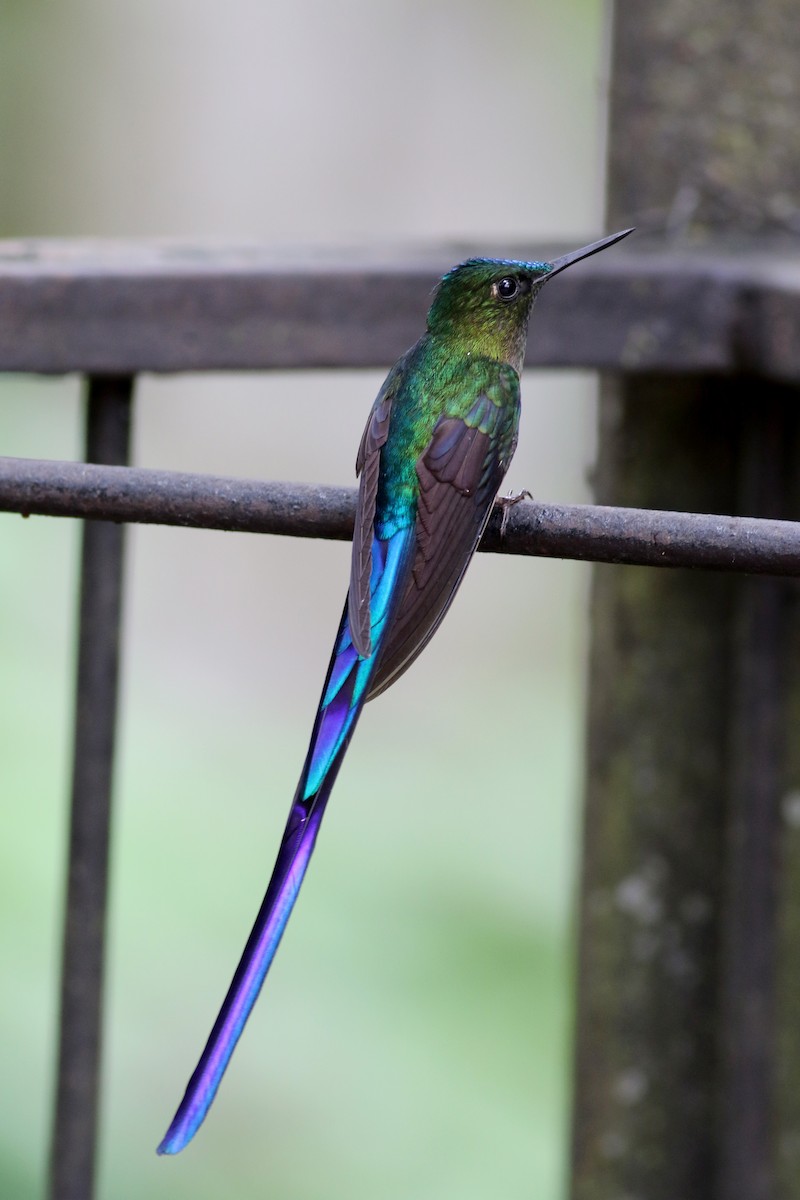 Violet-tailed Sylph - ML25355531