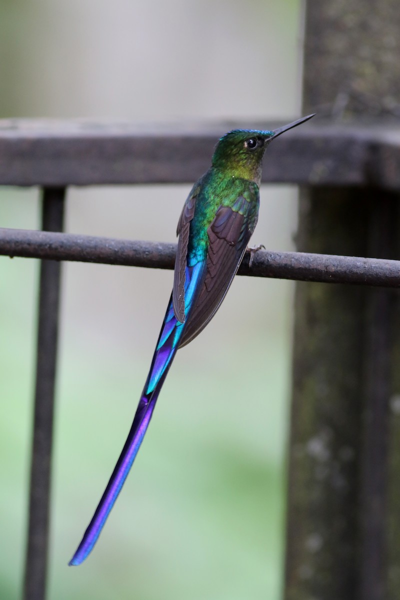 Violet-tailed Sylph - ML25355551