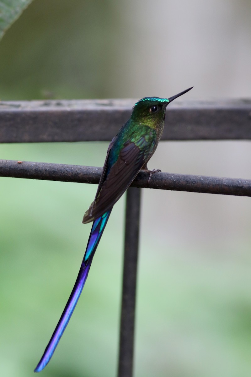 Violet-tailed Sylph - ML25355571