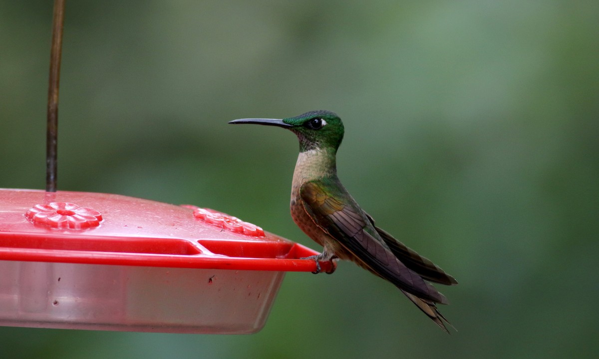 kolibřík hnědobřichý - ML25355591