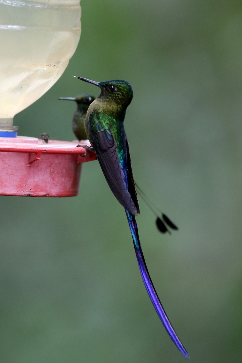 Violet-tailed Sylph - ML25355601