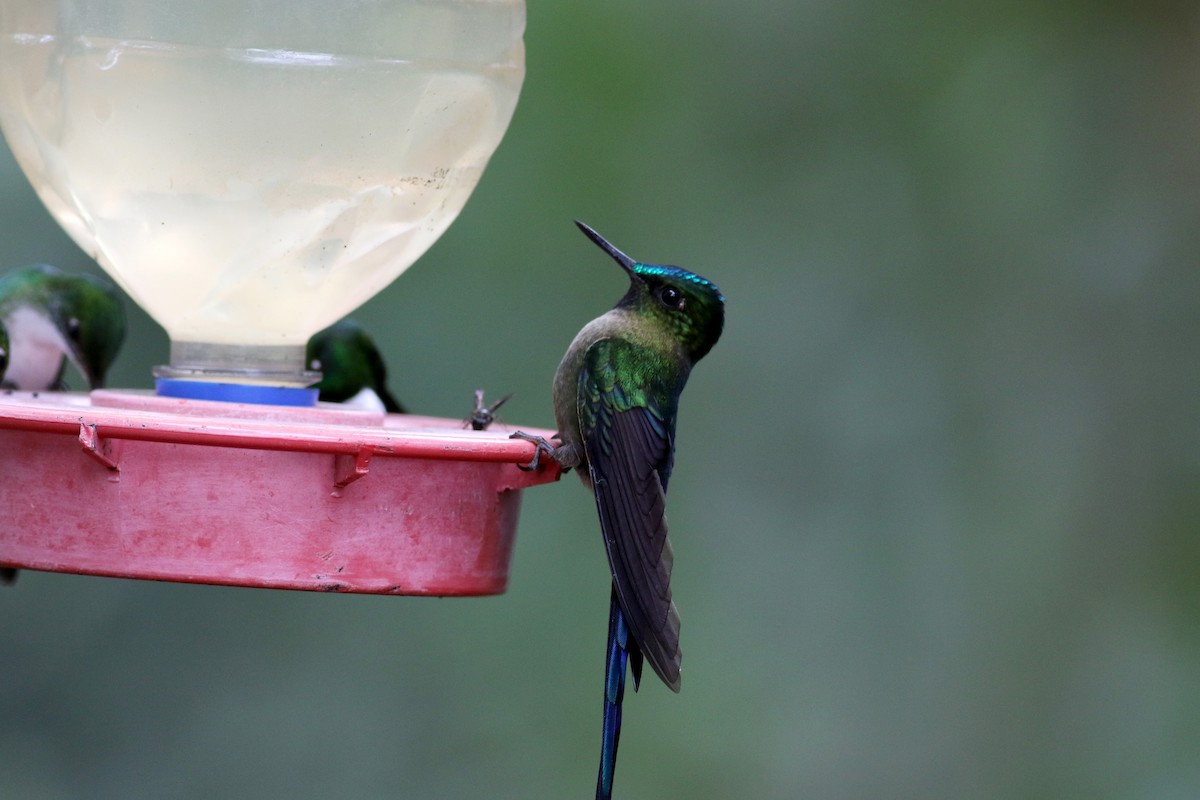 Violet-tailed Sylph - ML25355611